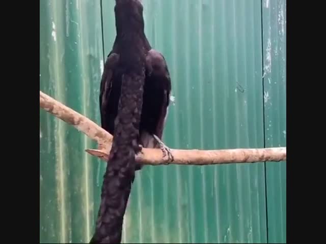 Знакомьтесь: эквадорская зонтичная птица