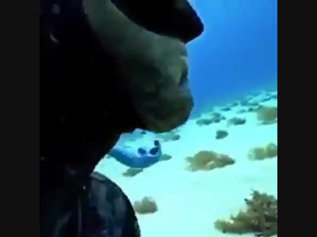 Встреча с акулой-убийцей