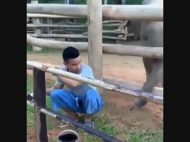 Слоник любит обнимашки