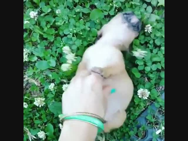 Жестокое обращение с щенком