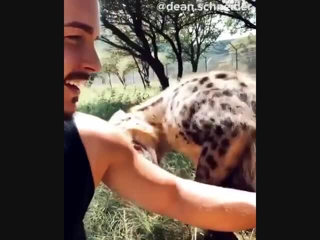 Ласковая гиена