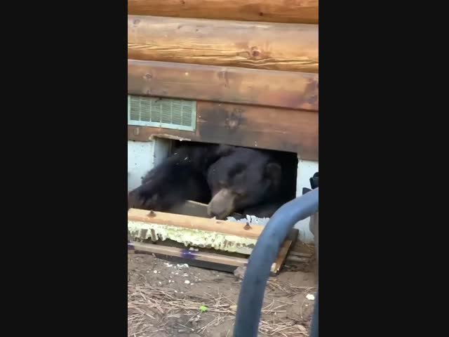 Толстый вор