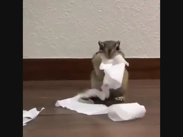 Не только люди запасаются туалетной бумагой