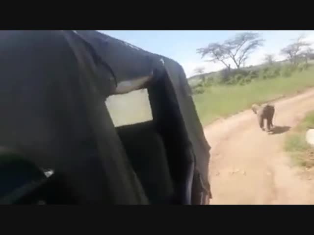 Потерявшийся слонёнок погнался за машиной лесников - они заманили его бананами