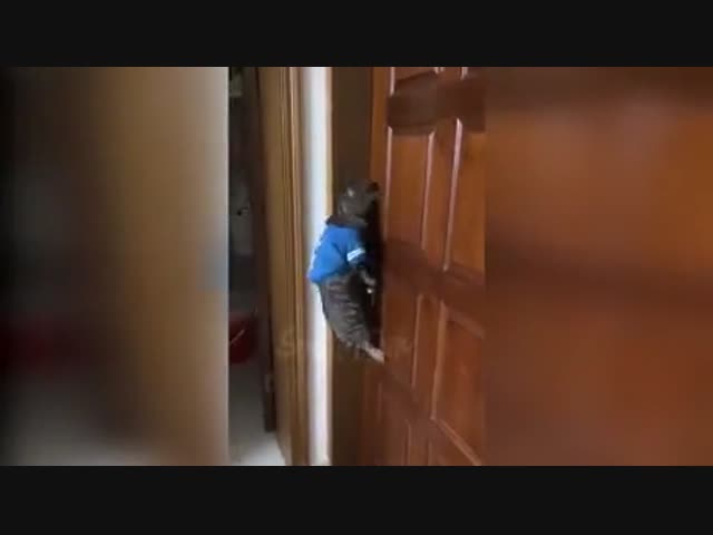 -Открой дверь! Открой дверь!