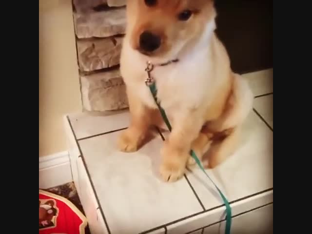 Пёс по прозвищу "единорог"