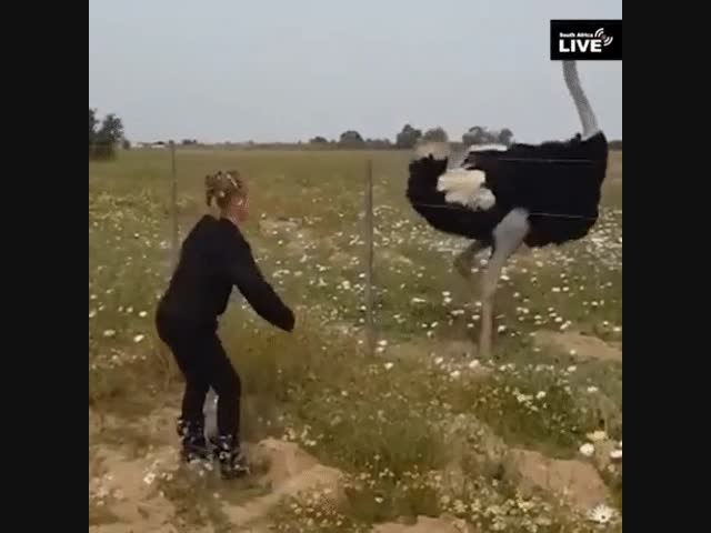 Мы с тобой одной крови - ты и я