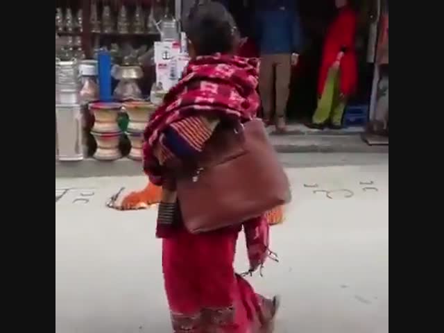 Собака испугалась игрушечных тигров