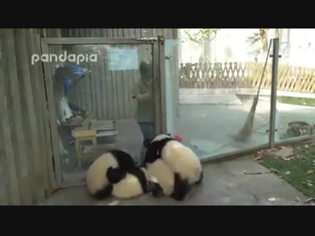 А вы когда-нибудь пробовали убирать в вольере панд? 