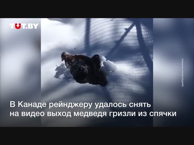 Редкое видео: как медведь выходит из спячки
