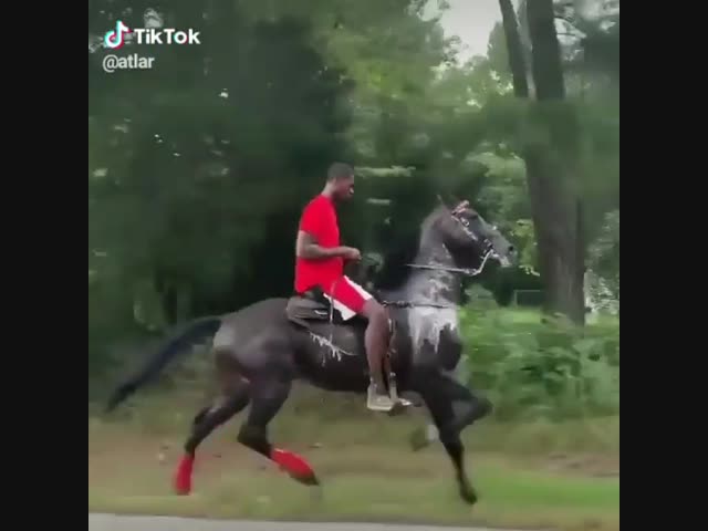 Красивый конь.Красивый бег