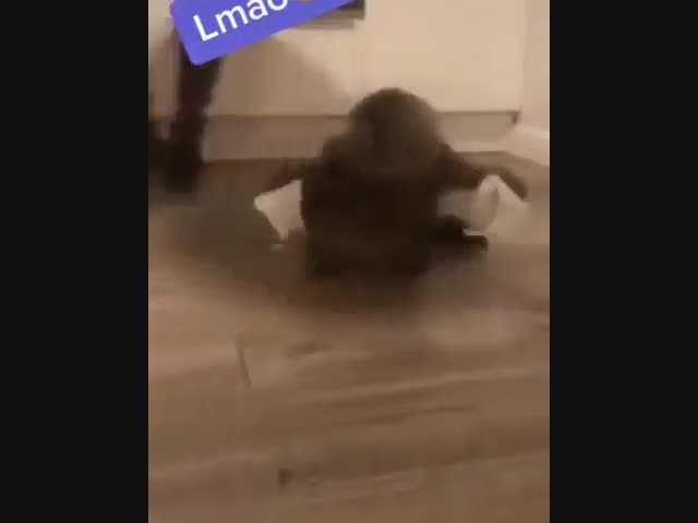 Кошка не справилась с удивлением