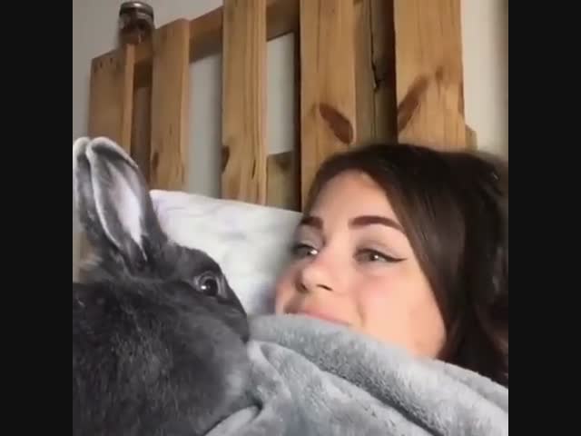 Послушный кролик