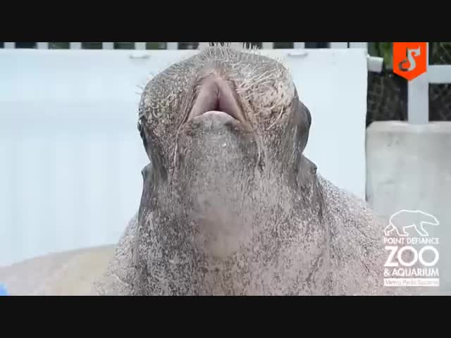 Морж издает необычные звуки