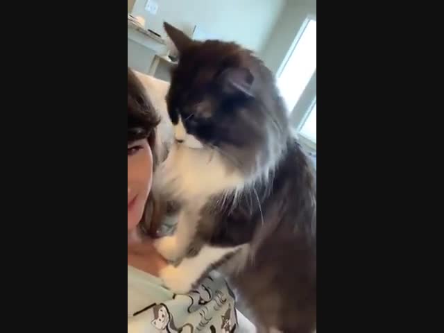 Милый котик