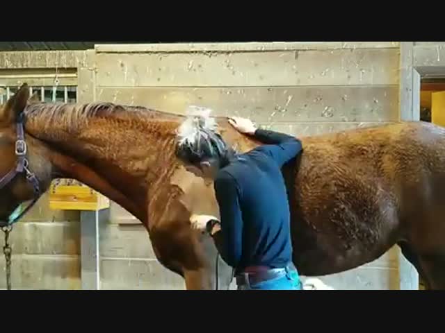 Лошадиный барбершоп