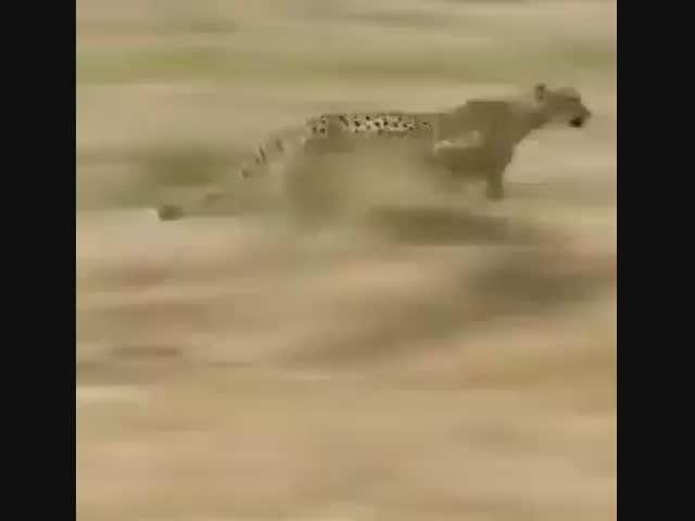 Мама спасла своего сына (или дочь, непонятно) от смерти