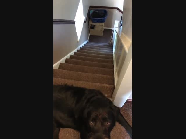 Смешной пёс