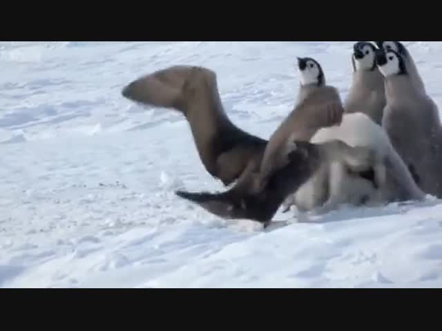 Императорские пингвины против хищной чайки
