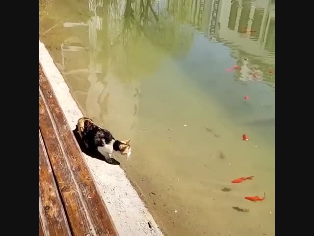 Кошка за рыбёшкой