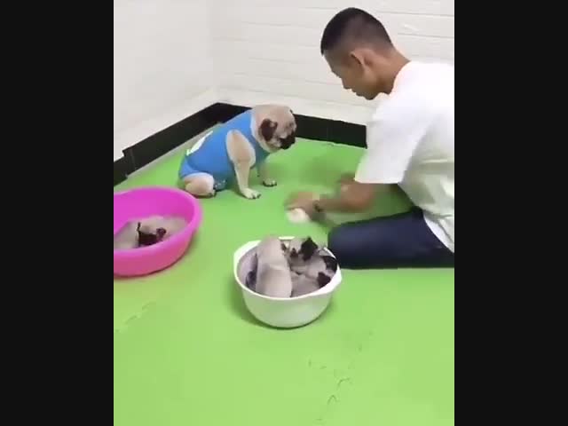 Собакен всегда угадывает точно