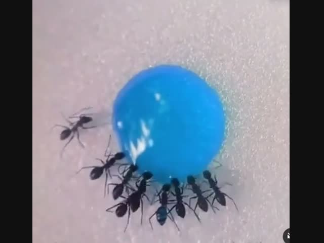 Кормушка для муравьёв
