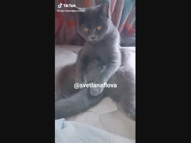 Надавал лещей... хвостом.