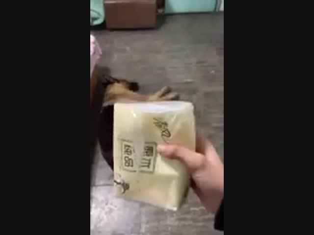 Собаки умнее, чем вы думаете