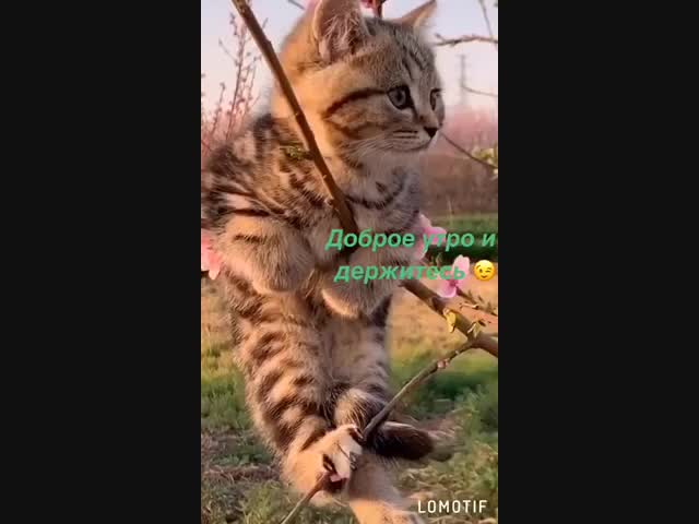 Грачи прилетели