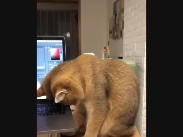 Помощник в работе по удалёнке