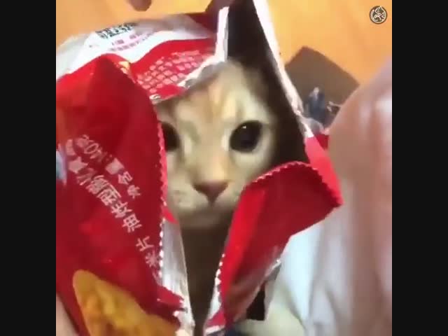 Китайский фастфуд