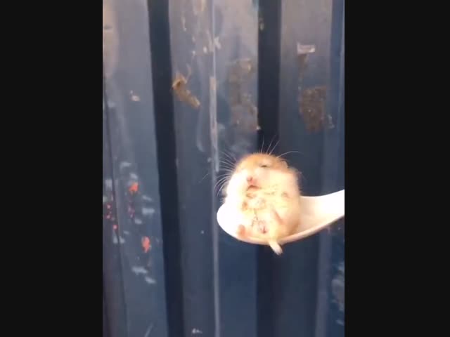 Нашел идеальное место для отдыха