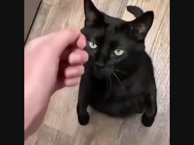 Черные кошки приносят удачу!