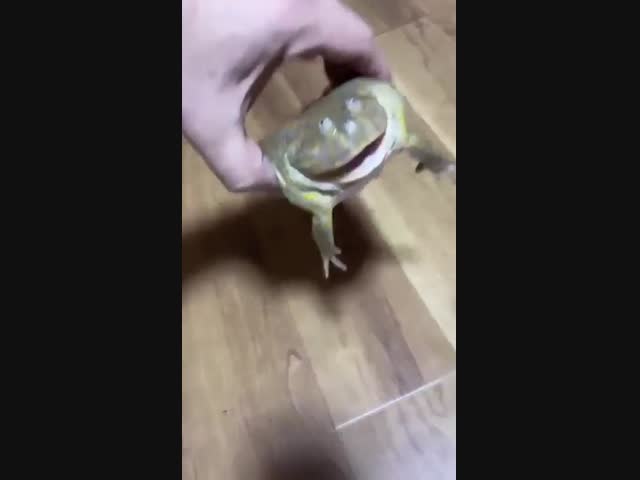 Музыкальная жаба