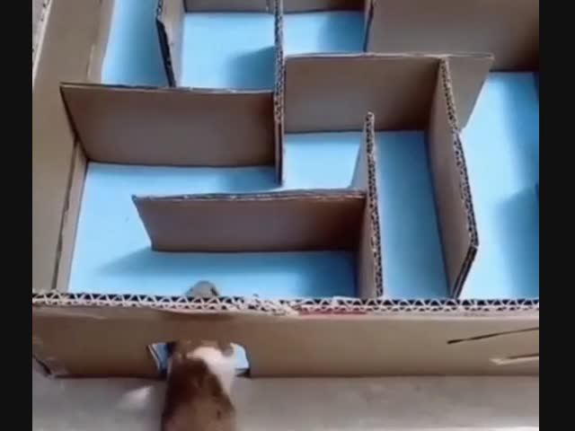 Лабиринт для хомяка