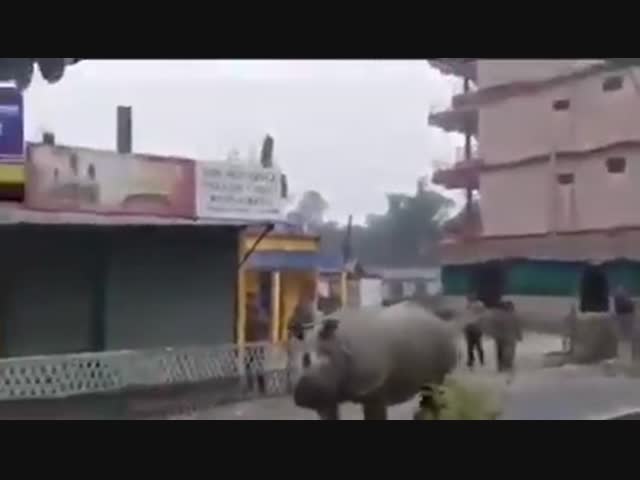 Носорог забрел в индийский город