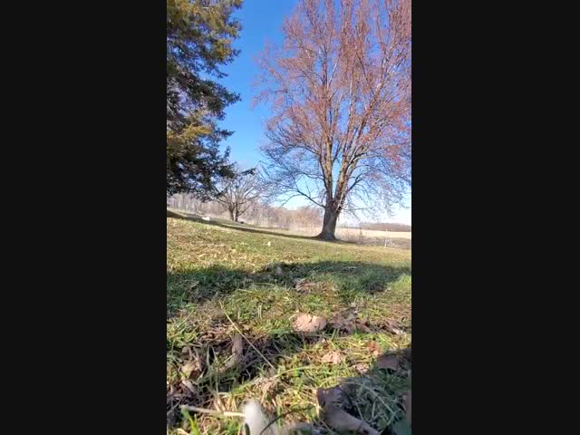 Лиса украла мобильный телефон