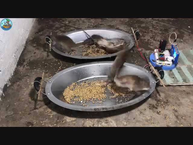 Технологичная мышеловка