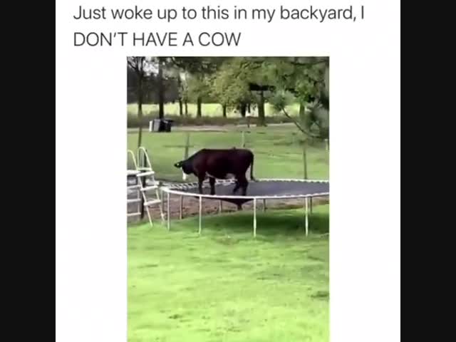 Корова на батуте