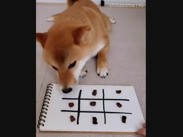 Умный пёс сыграл в крестики-нолики