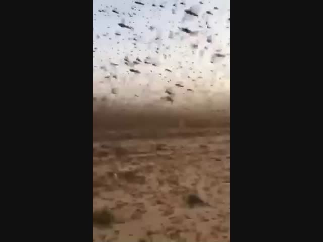 Нашествие саранчи в Саудовской Аравии
