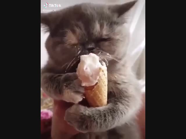 Смешной кот