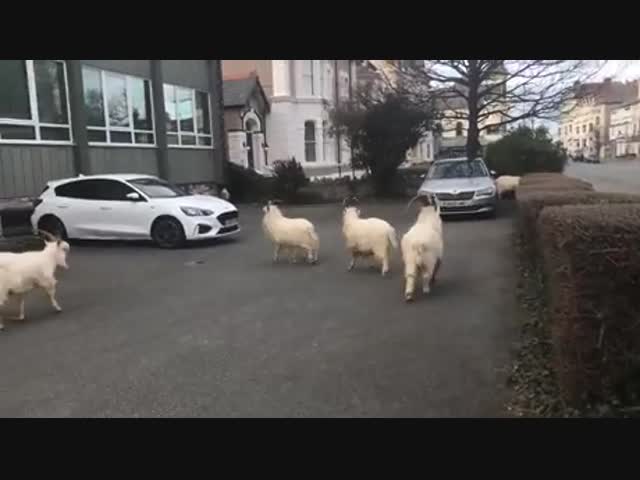 Дикие козы вернулись домой