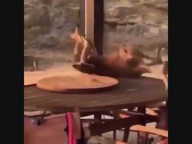 Драка кенгуру