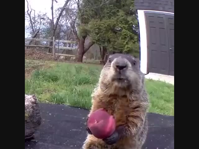 Сурок с персиком