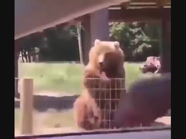Ловкий медведь