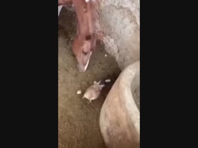 О, яблочки...!!!