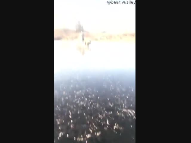 Медведь Василий катает хозяина по замерзшему озеру