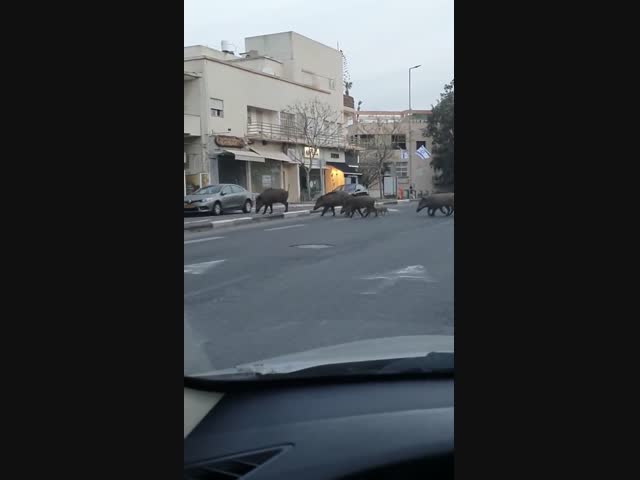 Кабаны захватили Израиль