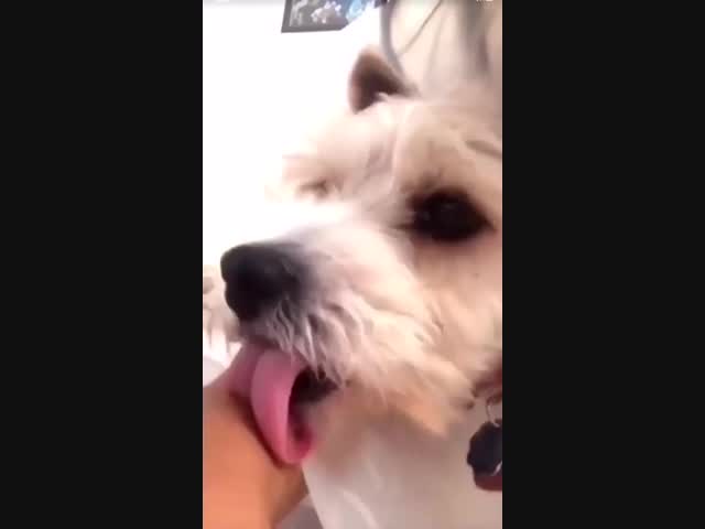 Мнительный пёс